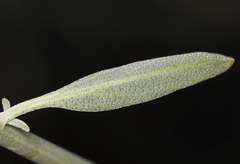 Monardella linoides sierrae