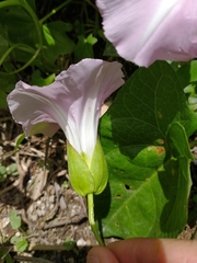 Calystegia sepium roseata x Silvatica disjuncta