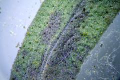 Monardella linoides sierrae