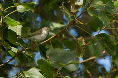 Phylloscopus orientalis