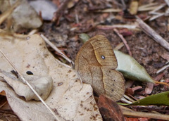 Brakefieldia perspicua