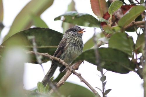 Agile Tit-Tyrant (Uromyias agilis), photo 8
