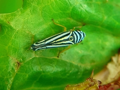 Graphocephala flavovittata