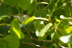 Phylloscopus orientalis