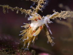 Rubramoena rubescens