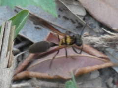 Polybia chrysothorax