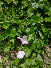 Calystegia sepium roseata x Silvatica disjuncta