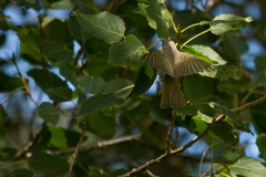 Phylloscopus orientalis
