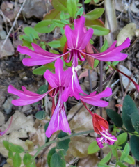 Clarkia concinna concinna