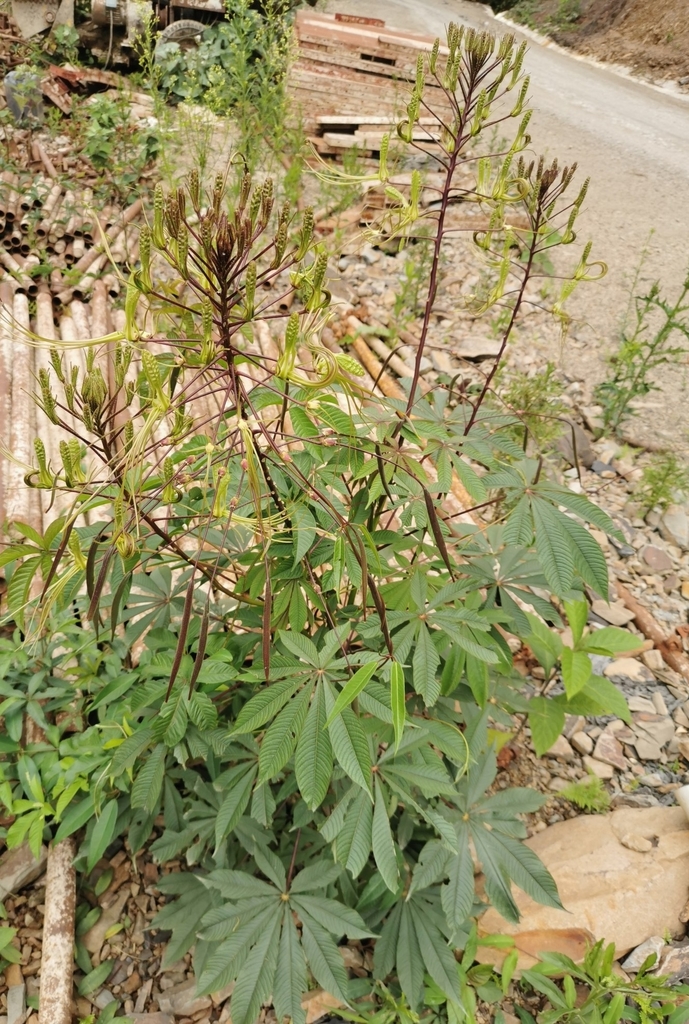 Cleome gigantea
