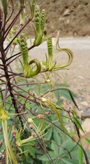 Cleome gigantea
