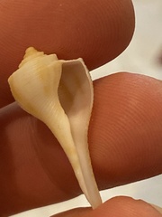 Fulguropsis spirata image