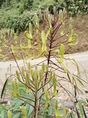 Cleome gigantea