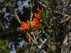 Pyrostegia