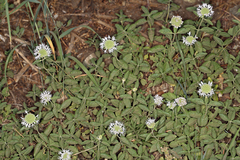 Monardella odoratissima pallida