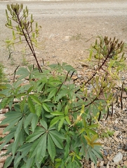 Cleome gigantea