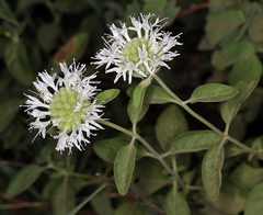 Monardella odoratissima pallida