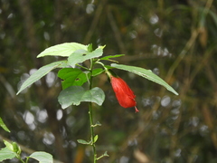 Malvaviscus penduliflorus