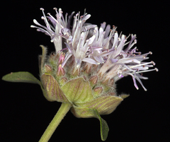 Monardella odoratissima pallida