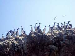 Leucocarbo bougainvillii