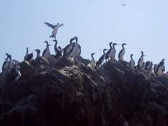 Leucocarbo bougainvillii