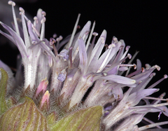 Monardella odoratissima pallida