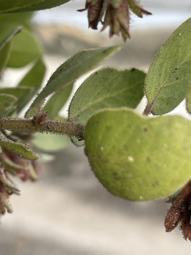 Toro Manzanita fruiting