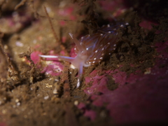 Facelina auriculata