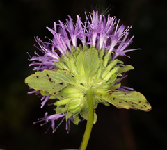 Monardella purpurea