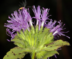 Monardella purpurea
