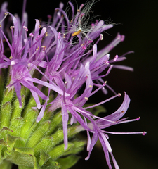 Monardella purpurea
