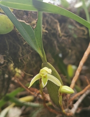 Maxillaria notylioglossa