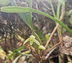 Maxillaria notylioglossa