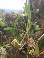 Maxillaria notylioglossa