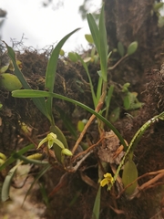 Maxillaria notylioglossa
