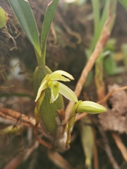 Maxillaria notylioglossa