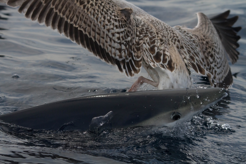 Photo of Blue shark (Prionace glauca)