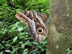 Caligo idomeneus