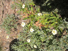 Parnassia palustris