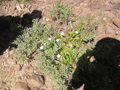 Parnassia palustris