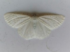 Protitame virginalis