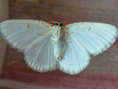 Protitame virginalis