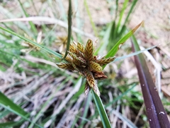 Cyperus niger
