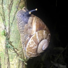 Exrhysota brookei