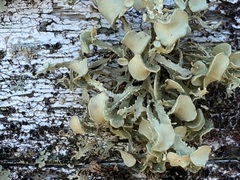 Ramalina denticulata
