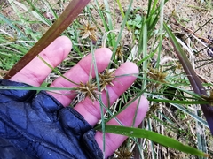 Cyperus niger