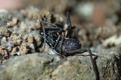 Oskoron spinosus