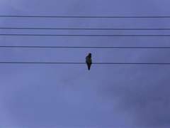 Aves