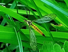 Nephrotoma flavescens