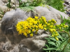 Solidago pringlei